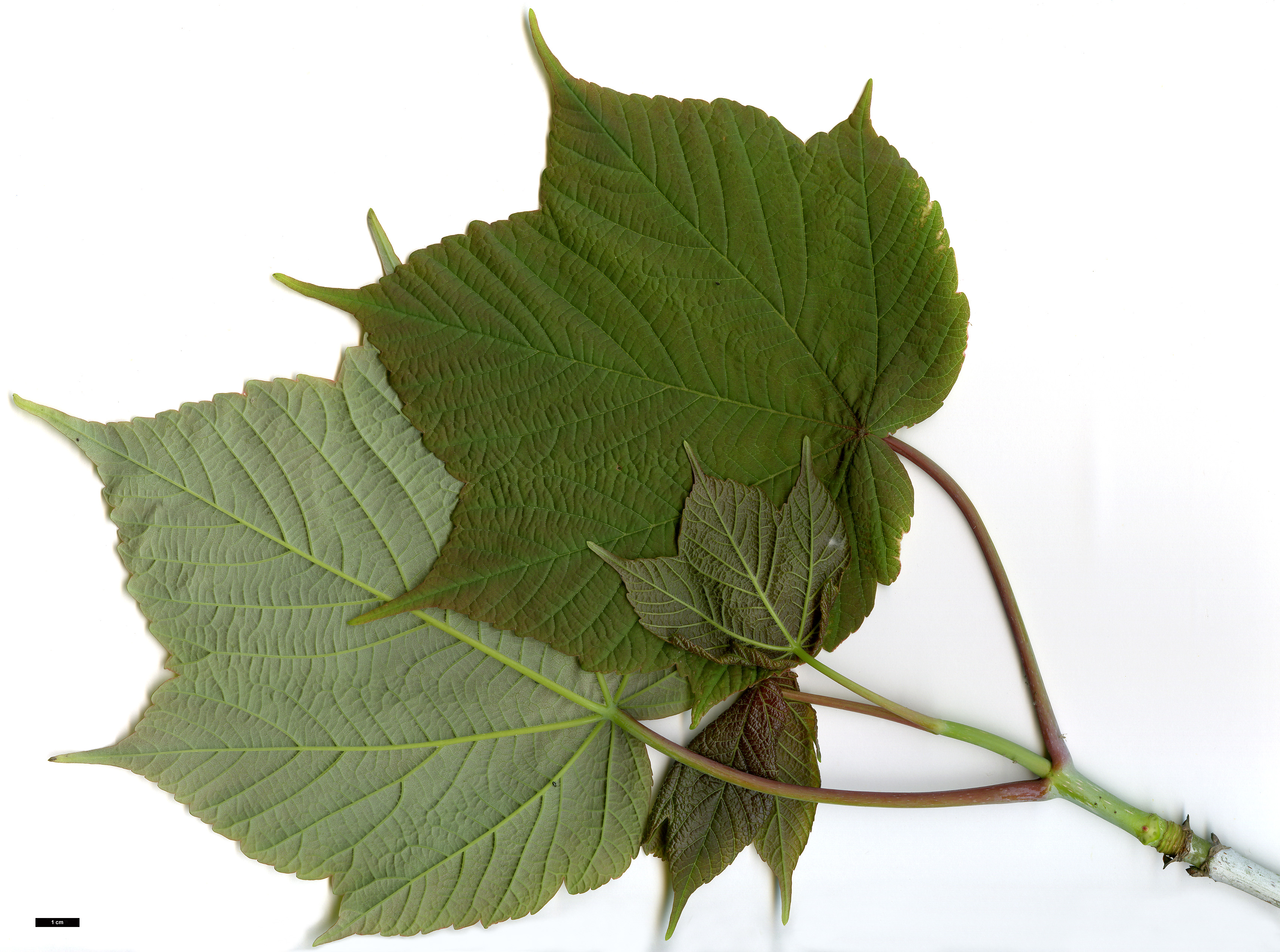 High resolution image: Family: Sapindaceae - Genus: Acer - Taxon: caesium - SpeciesSub: subsp. giraldii